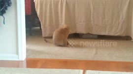 Orange tabby cat chases its own tail for a full minute straight!