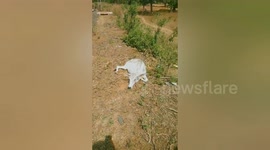 Social cow organisation team resque a calf hit by a train in Central India