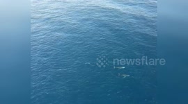 Australia: Drone Video Captures Breathtaking Encounter: Two Whales in Queensland Waters
