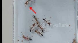 Spain: Protein's Key Role in Ant Smell Perception and Social Behavior Uncovered