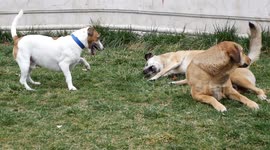 Watch dogs playing joyfully in the park, interacting with each other in the grassy outdoors