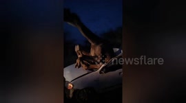 Camel gets stuck inside car after four-wheeler collides with a animal in India