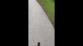 Quack and roll: Goose's attack leads to a wild ride downhill