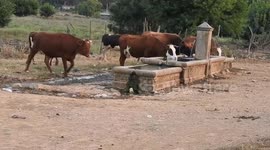 Public springs are a refuge for thirsty animals