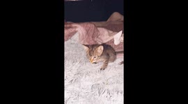 Kittens Get Into Cheese