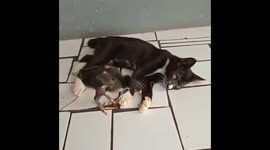 Kitten play with Baby Chick