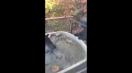Black bears enjoy jacuzzi bath in Gatlinburg, Tennessee