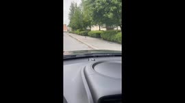 Cat named karma keeps watch on roadside