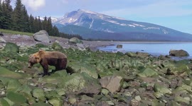 USA: Brown Bear Enjoys Coastal Feast in Lake Clark National Park and Preserve