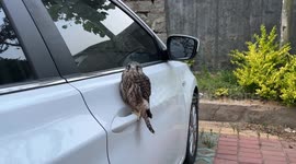 Falcon perches on handrail of car