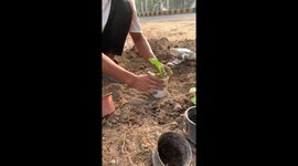 Planting in small pots for small places working towards the greener earth