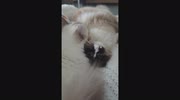temp