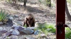 USA: Bear Seeks Respite from Heat at Coronado National Memorial Visitor Center