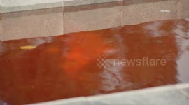 USA: UCLA Palestinian Protests in Westwood