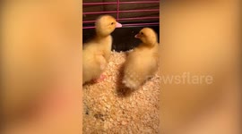 Petting farm owner 'heartbroken' after six ducklings stolen in early morning raid