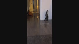 Chester the backward-walking pup: hilarious hijinks in Leighton Buzzard