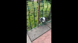 Bulldog love fur baby mummy  and son let me in let me in no I won’t let you