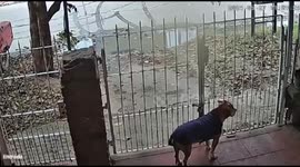 Clever canine duo stages great escape in Buenos Aires