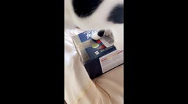 Patrick Thinks Package Is Cat Food