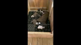 Bulldog life bulldog love mummy love puppy love feeding time at the zoo mummy your head is really comfy