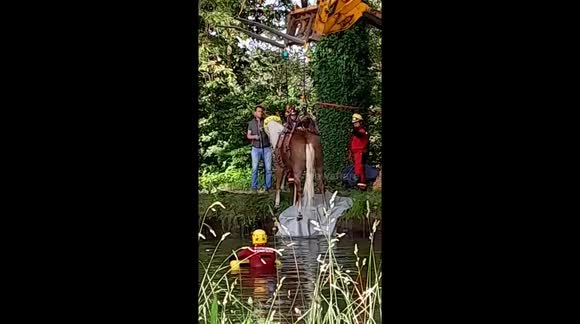 Police and firefighters team up to rescue horse from canal in France