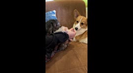 Doggos' treat tussle: hilarious standoff over a single snack!