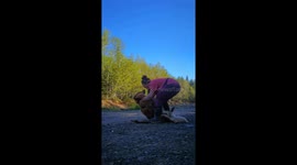 Golden Retriever Doesn't Want to Get In the Car