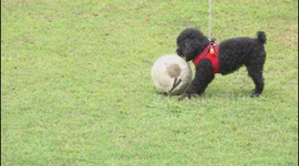 China: A Pet Dog Plays Football With Its Wwner in Xi 'an