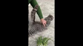Chinese Grandma Grooms Cat, Ensuring Even Its Tail is Tidy