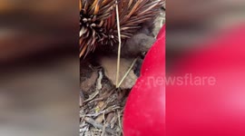 Echidna reaches its tongue into container to eat meal