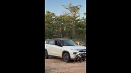 Adorable moment curious wild dog rubs up against safari tourist's car
