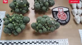 Poland: Customs Seize Cuddly Toys Packed With Mind-Bending Peyote Cacti