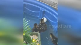 USA: Rescued Ducklings Taking First Swim in a Pool in Ormond Beach