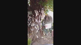 Money from tourists hang from 'lucky' fig tree branch