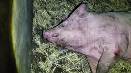 Shocking video shows animal cruelty in RSPCA-assured farms in UK