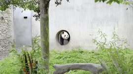 ROK-born giant panda Fu Bao greets the public in SW China