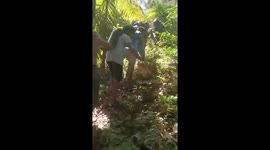 A giant python weighing 100kg that preys on cows and chickens was caught by residents in Southeast Sulawesi, Indonesia