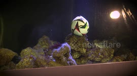 Austria: Prohaska's Animal Dream Team Stars in Playful Football Video Ahead of EURO 2024