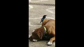Very unresponsive lazy dog harassed by a very active bird. Spain,