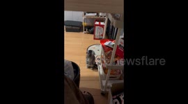 China: Adorable American Shorthair Caught Standing