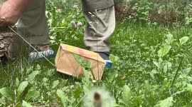 Adorable Pallas's cat curiously sniffs birthday gift left by zookeeper