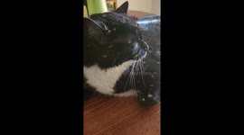 Adorable cat with vitiligo has black fur covered in white dots that look like a galaxy