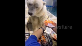 Polar bear enjoys unique birthday celebration at Chinese aquarium
