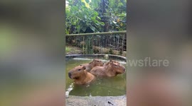 Four capybaras cool off in pool
