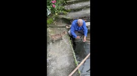 Mother cat gives bigger fish to kittens while leaving smaller ones for herself