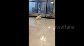 China: Hamster Receives The Gift of a Walnut in Wuhan