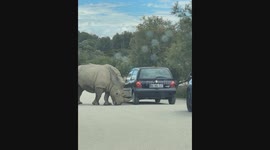 Rhino becomes mechanic as it removes vehicle's wheel cover in France