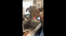 'What is that?!' Pet owners shocked by tortoise's erection