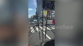 Two lost deer cross busy road in Japan