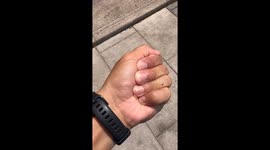 Scorching ground almost kills ants under extreme heat over 45℃ in China